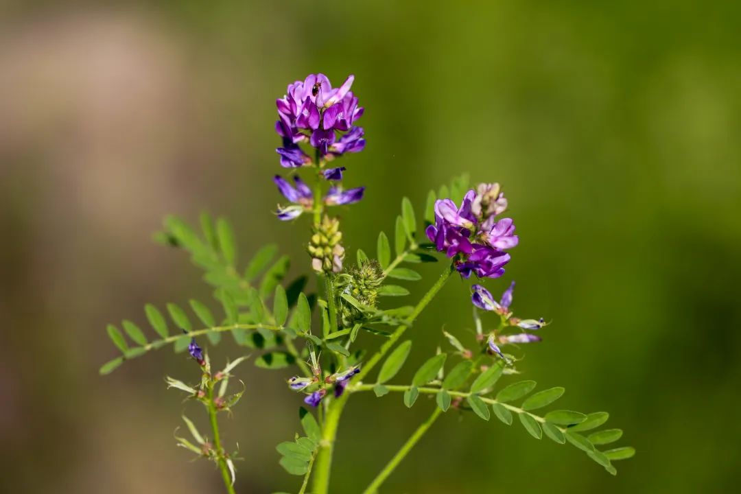 长白山植物千"种"风情~达乌里黄芪_澎湃号·政务_澎湃新闻-the paper