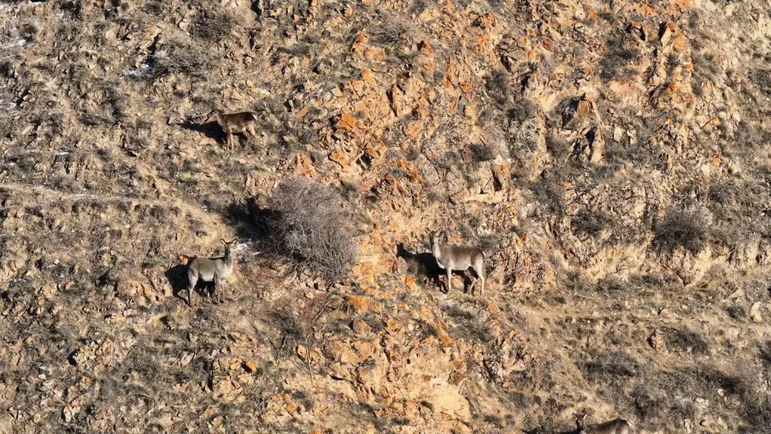 "这是野鸡的脚印,这是兔子的,这一串脚印是马鹿的……"柴仲梅边走边