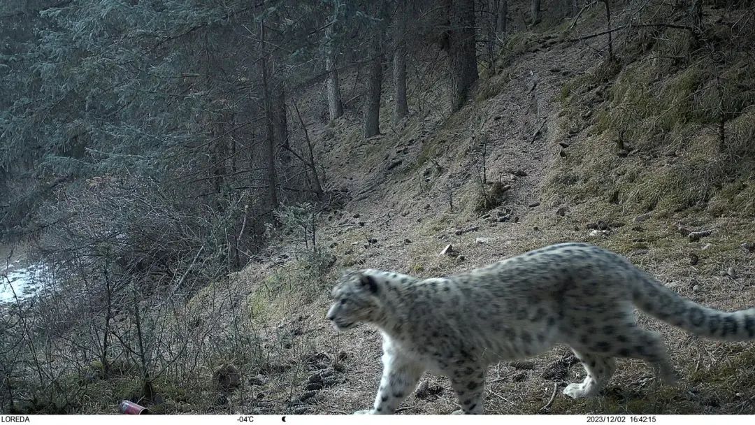 他们一步一个脚印,丈量着林区的