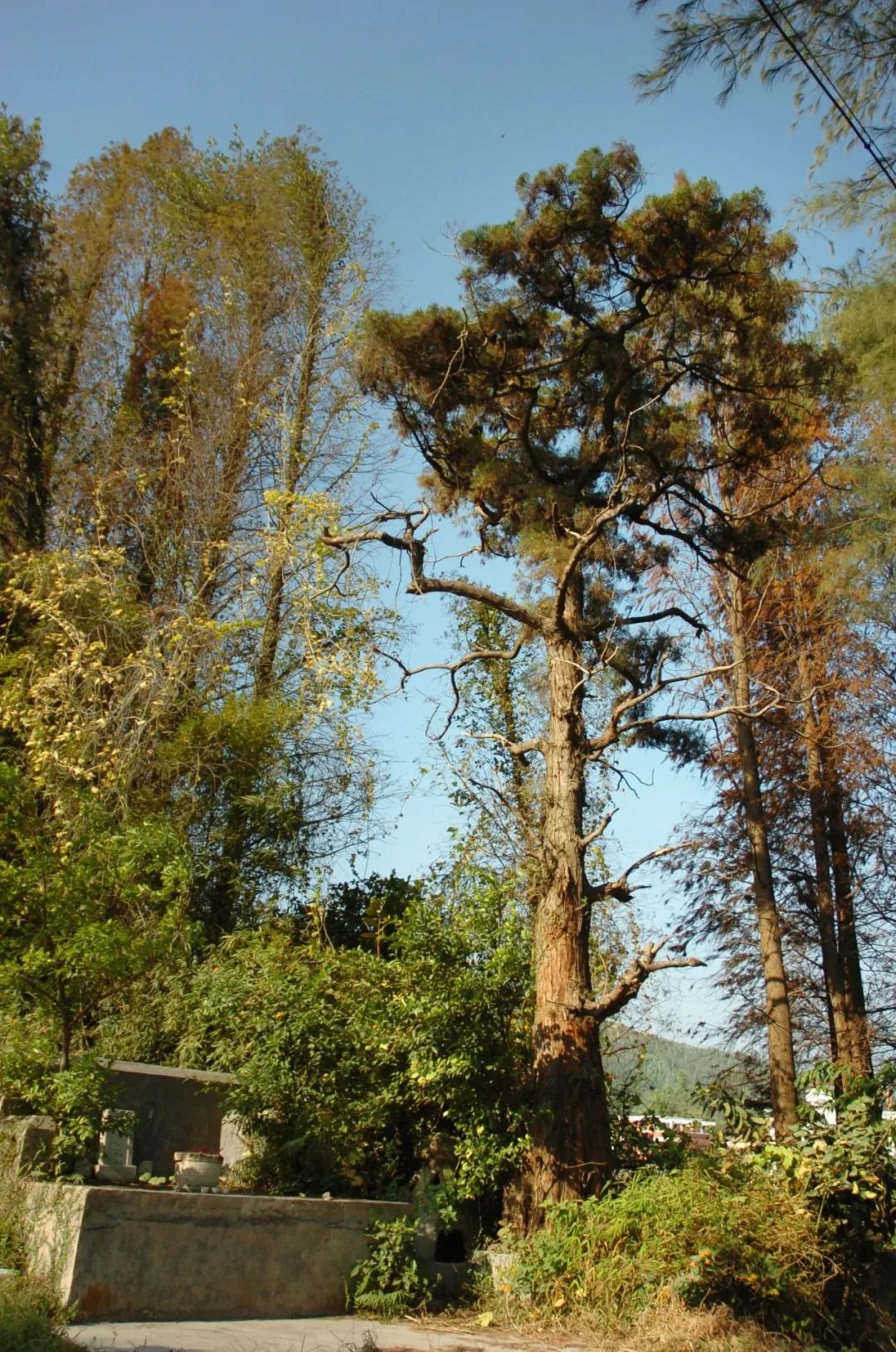 也为了给村民们提供休闲场所,潮透村依托百年水松,建设水松树古树公园