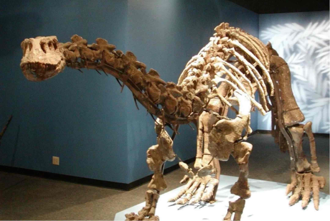 博物馆馆藏的巨型禄丰龙的骨架模型在有着中国侏罗纪公园之称的恐龙