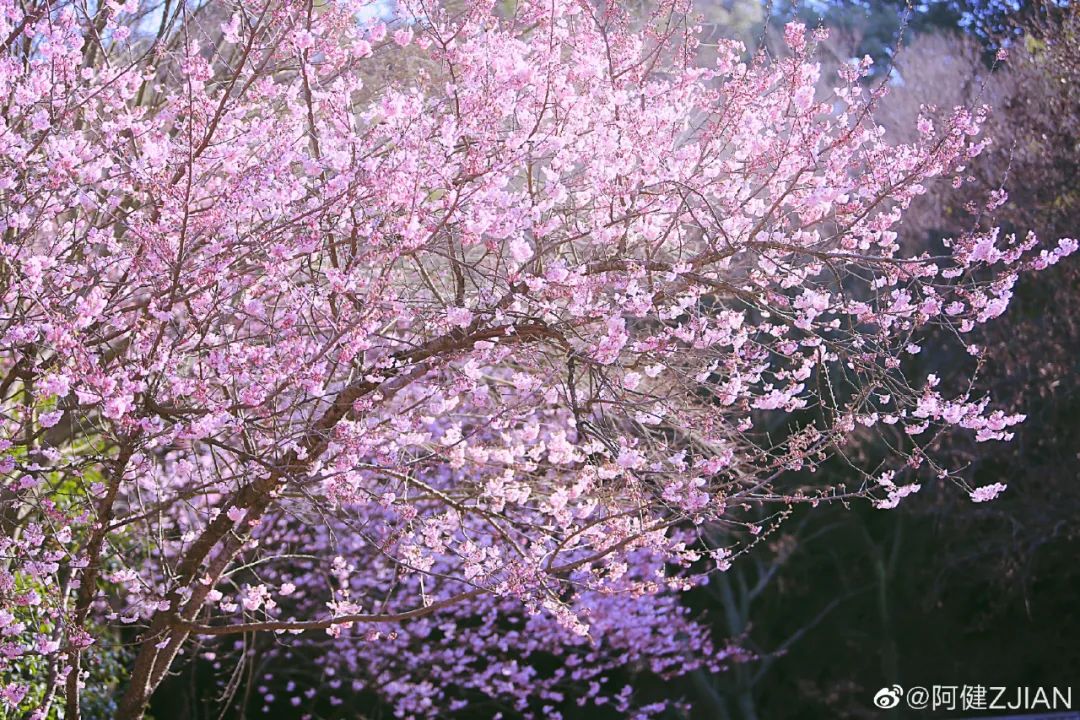 早樱要开了？_澎湃号·政务_澎湃新闻-The Paper