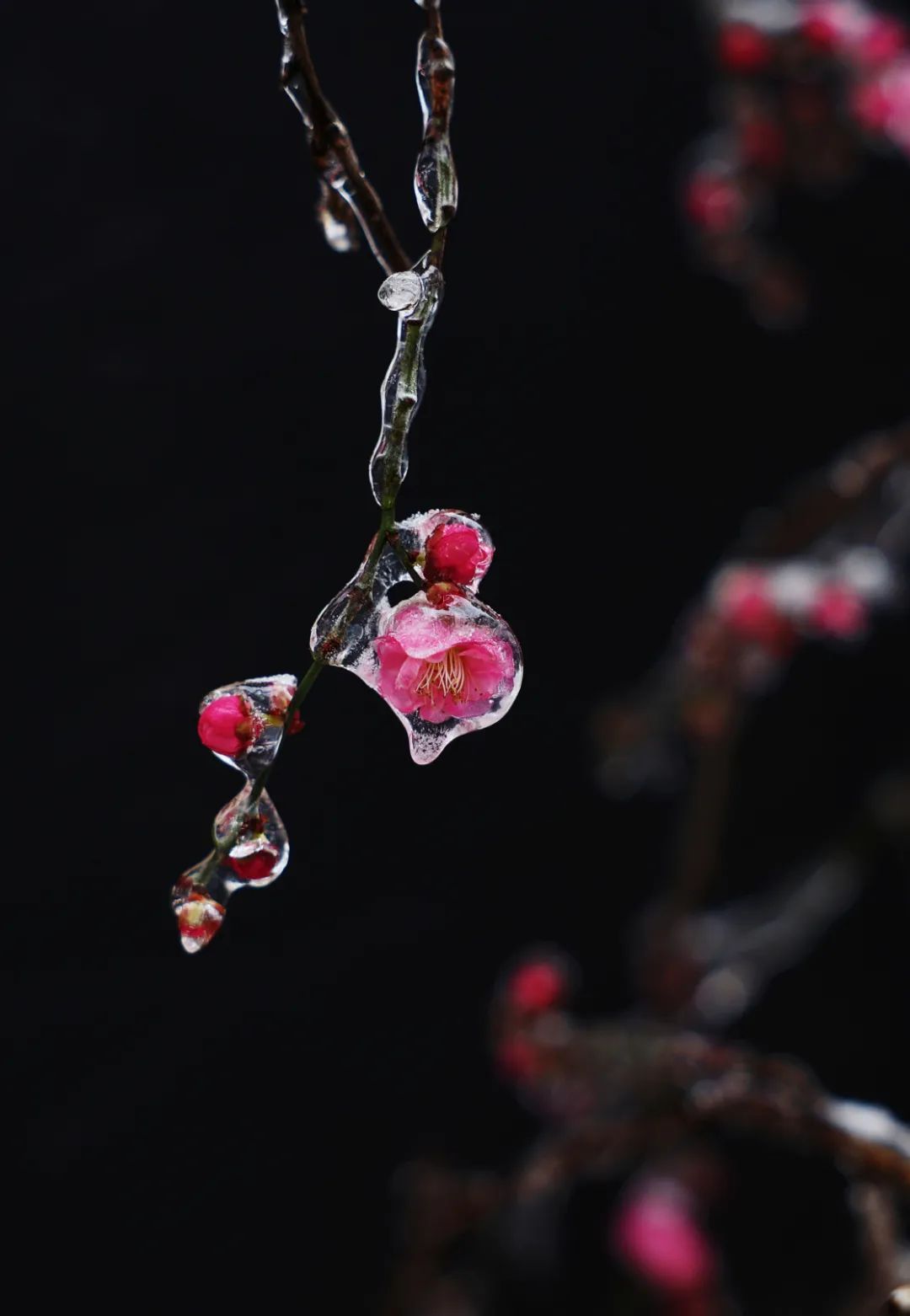 武大梅花正盛,早樱含苞待春风!