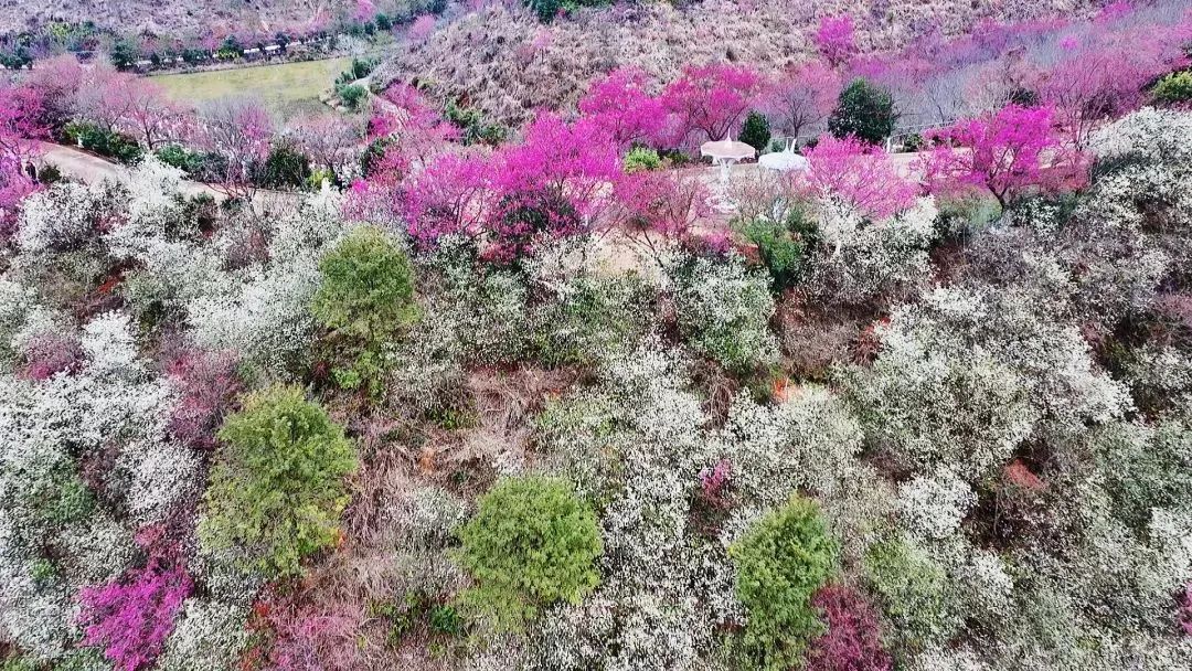 韶关樱花谷风景区图片