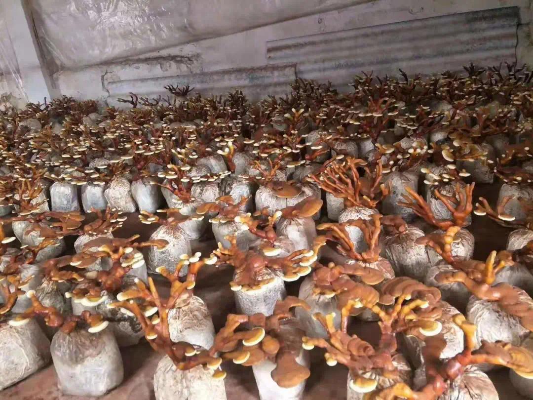 朵朵朱色菌帽,还带着湿润泥土的新鲜,喜气洋洋,红红火火,蕴含着回龙