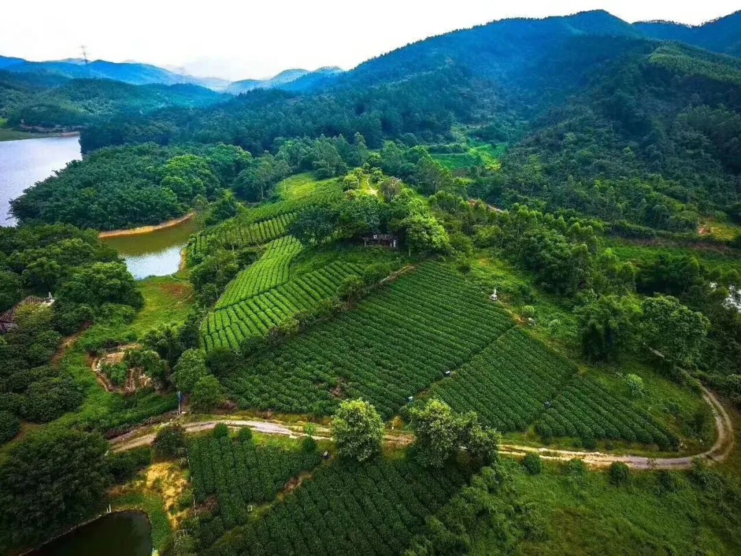 99%鹤山人都不知道的乡村游攻略()