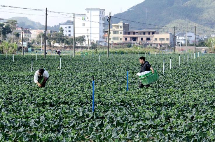 潭石村田丰现代农业种植示范基地结合正在开展的全域土地综合整治和