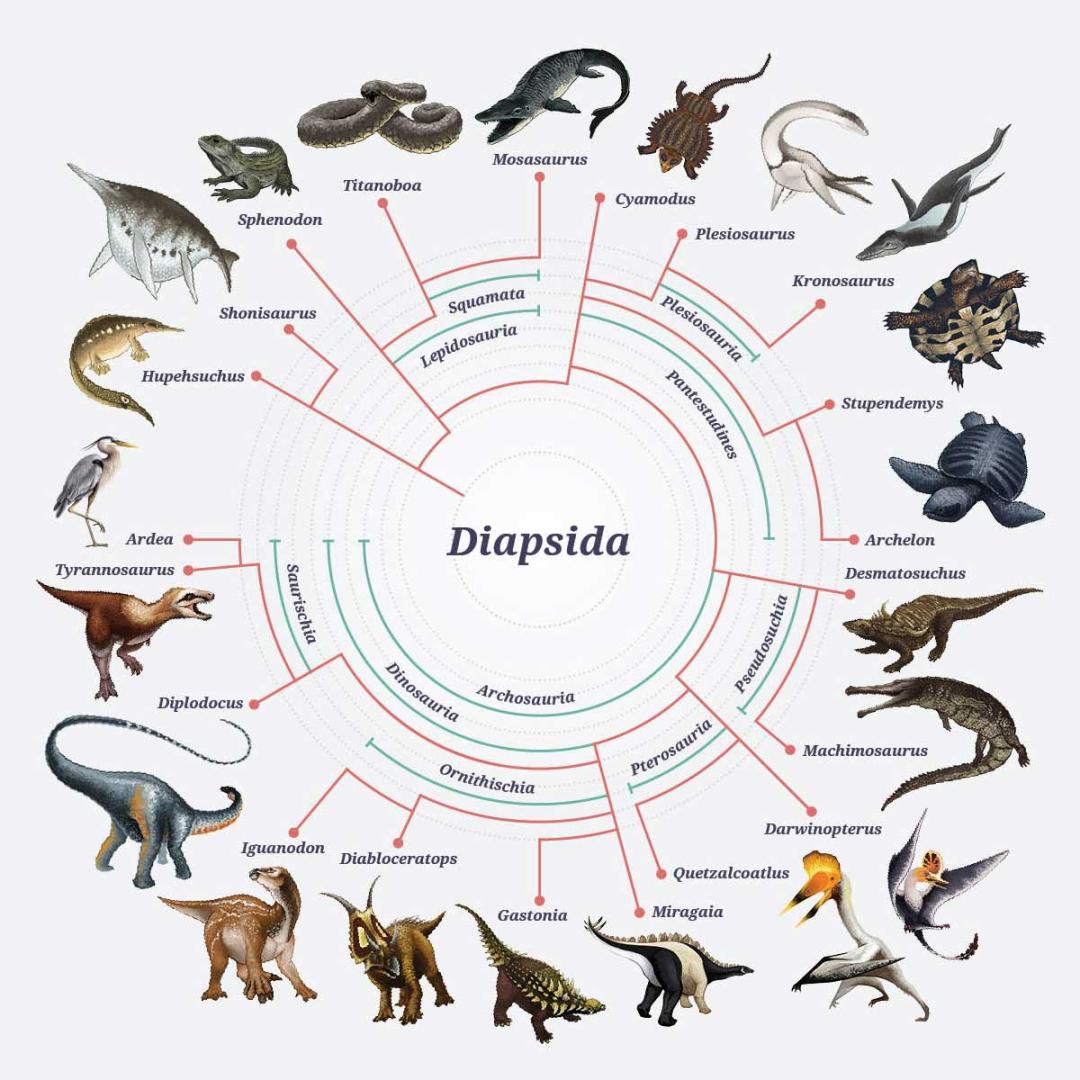 爬行动物家族中各主要成员的关系图片来源:https此外,与恐龙相差甚远