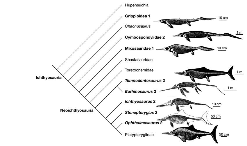 魚龍超目的代表成員圖片來源:https它們與蜥類共同組成了雙孔亞綱