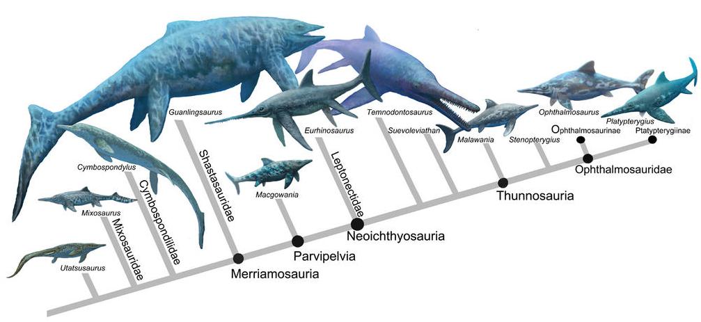 代表圖片來源:https不過還差異齒龍(dimetrodon)和基龍(edaphosaurus)