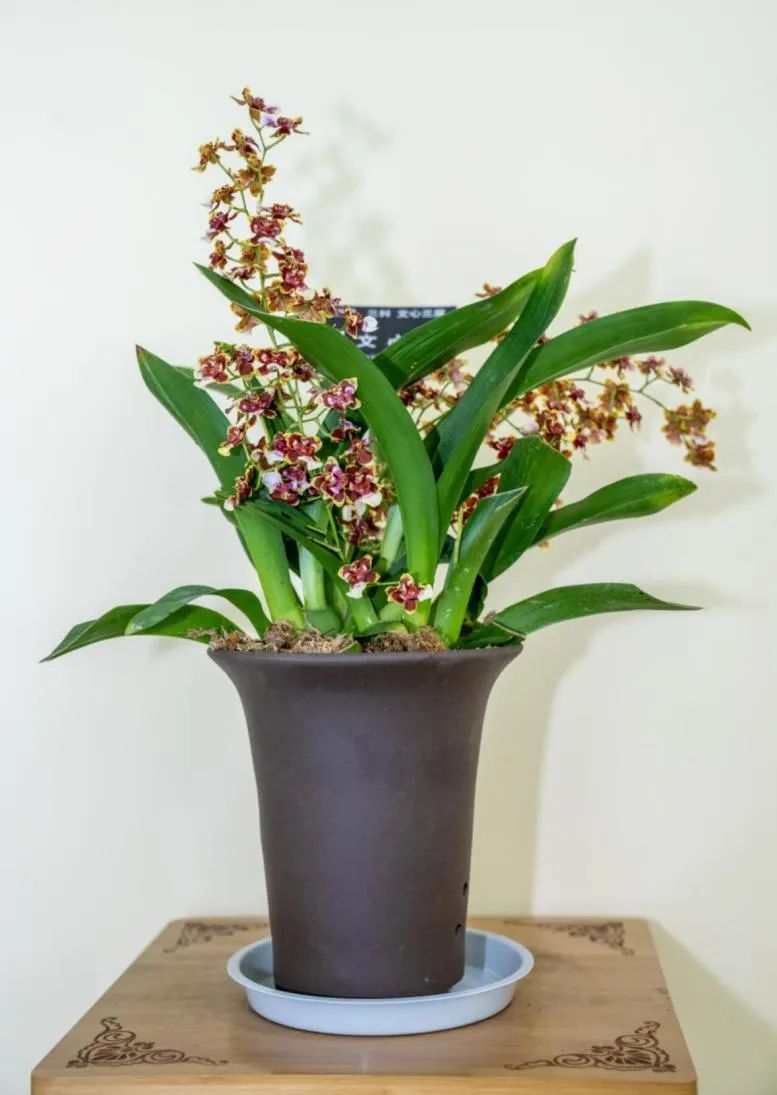 壁纸 花 盆景 盆栽 植物 桌面 777_1095 竖版 竖屏 手机