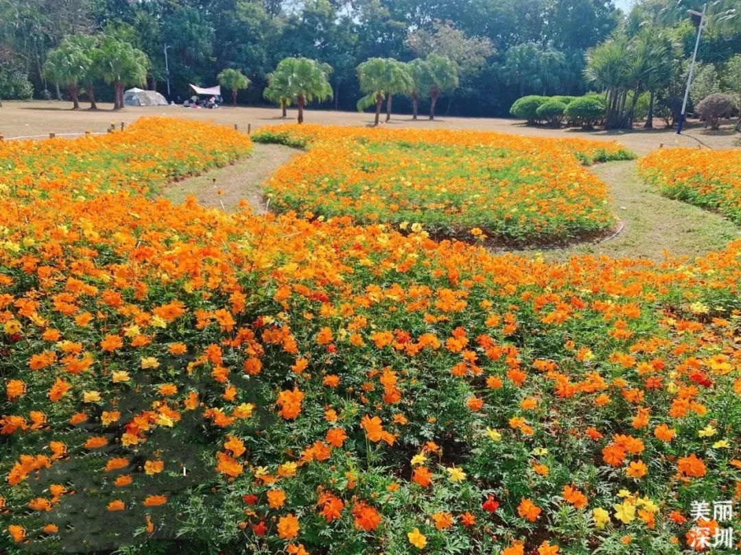 深圳光明公园花海图片