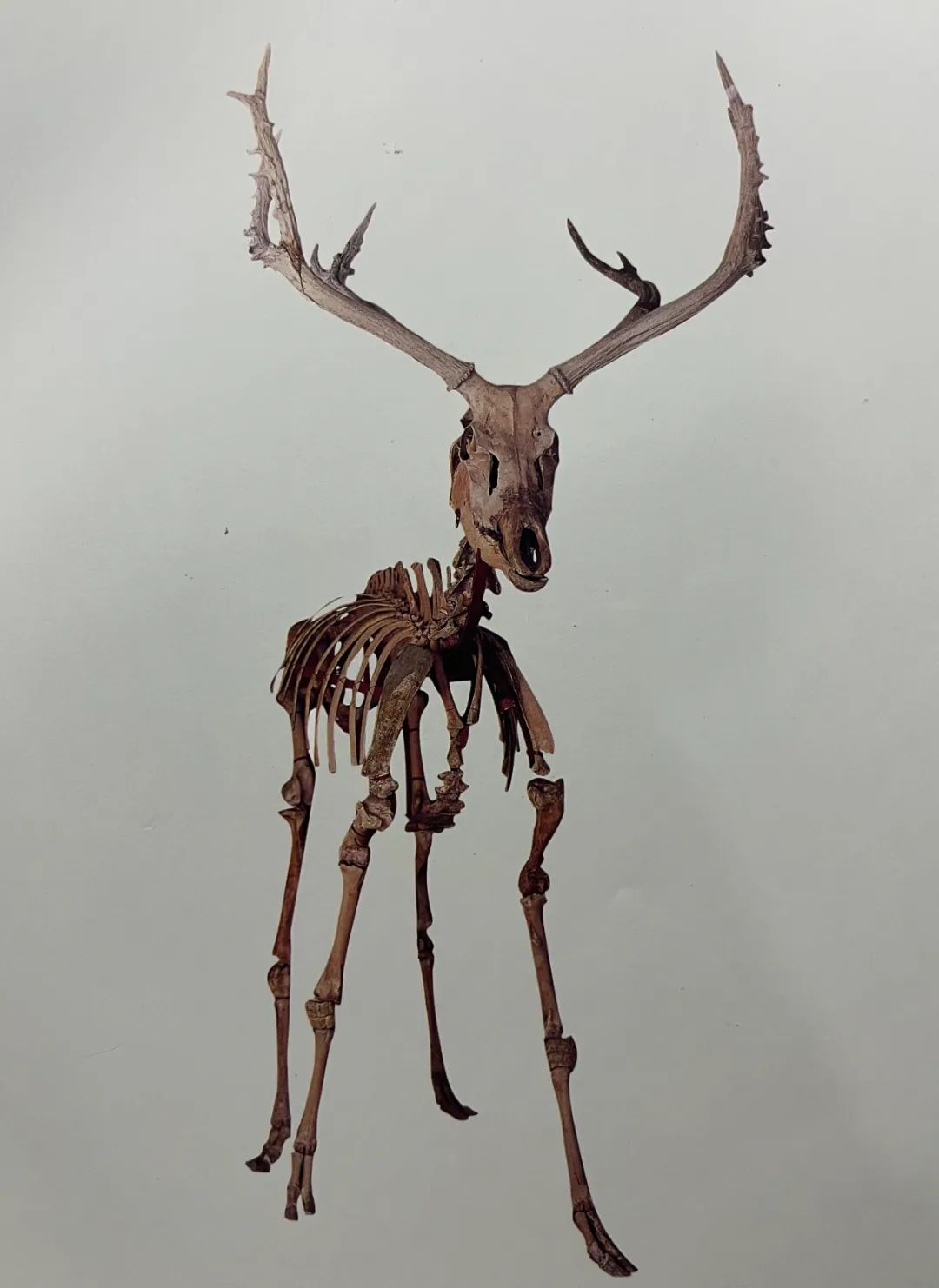 鹿角龙头上的角即……眼似兔,耳似牛头似蛇,角似鹿《本草纲目》中这样