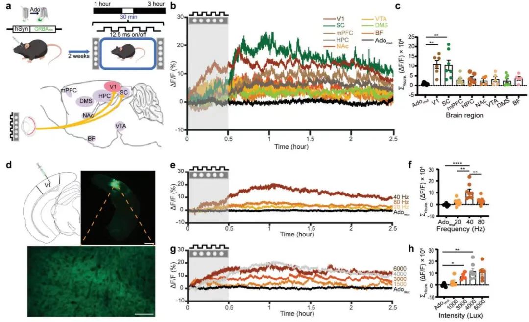 发表题为"40 hz light flickering promotes sleep through cortical