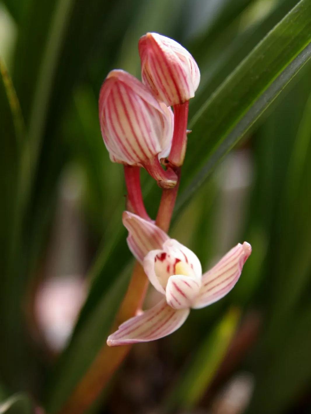 翁源是中国兰花之乡,春节来这里可以赏兰花,品兰茶,尝一尝当地特色