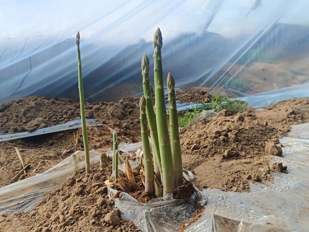 芦笋基地照片图片