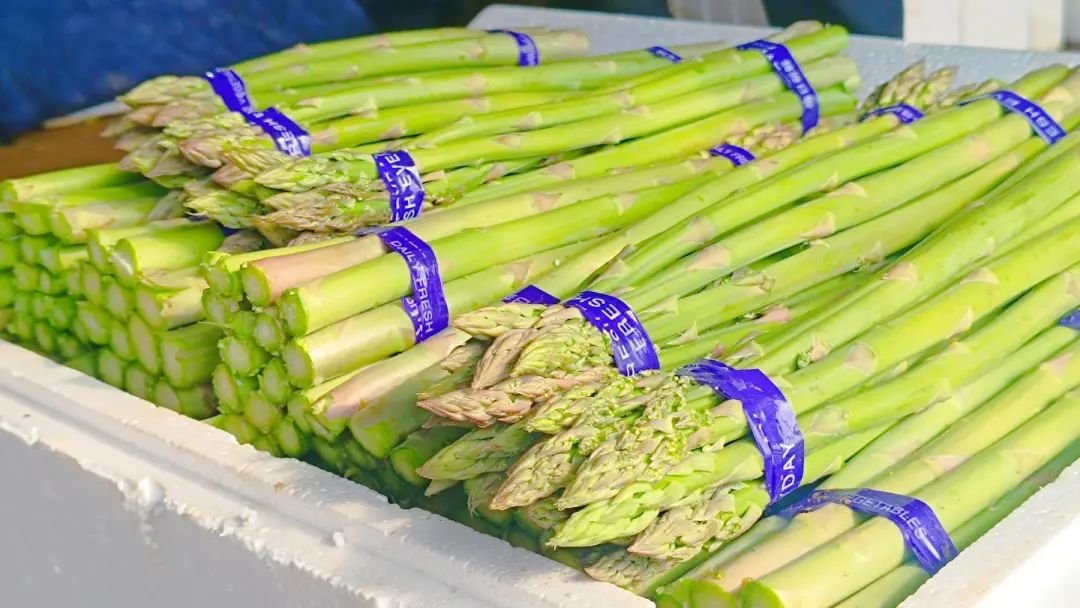 新春走基层小芦笋点亮产业兴希望