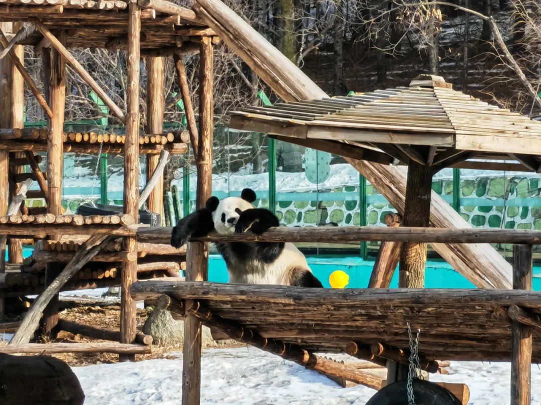 5000人来亚布力熊猫馆陪国宝过春节_澎湃号·媒体