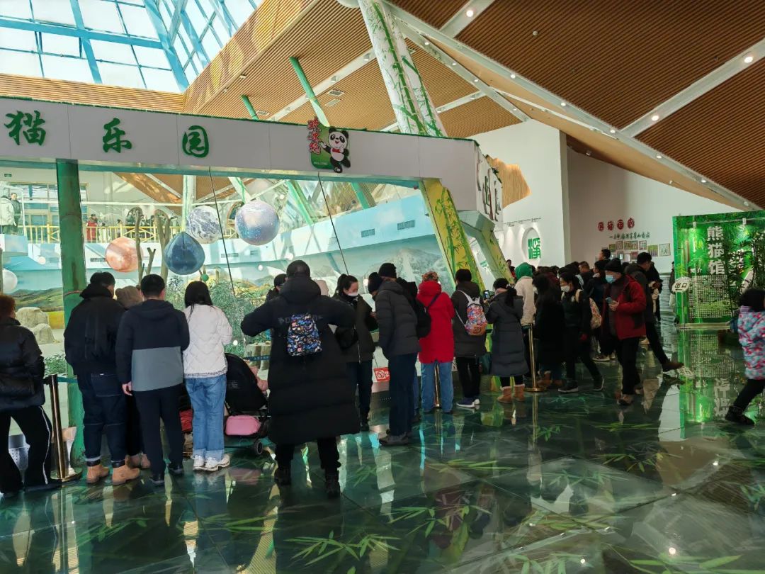 5000人来亚布力熊猫馆陪国宝过春节_澎湃号·媒体