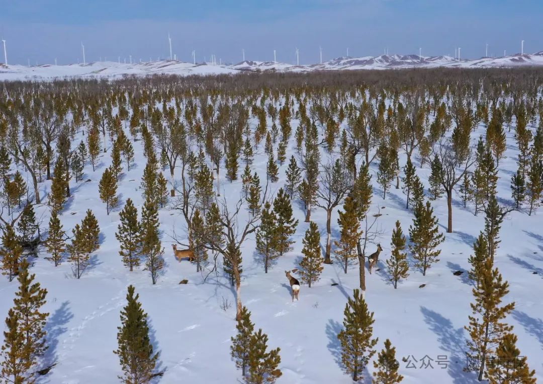 康保屯垦林场雪野喜见傻狍子