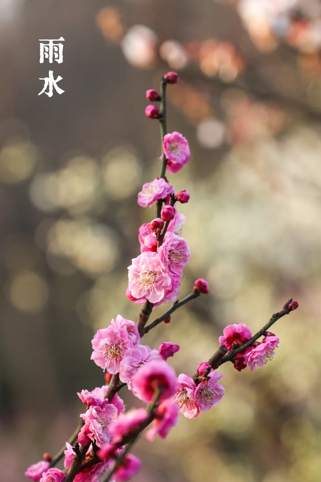 节气植说丨二十四节气物语·雨水