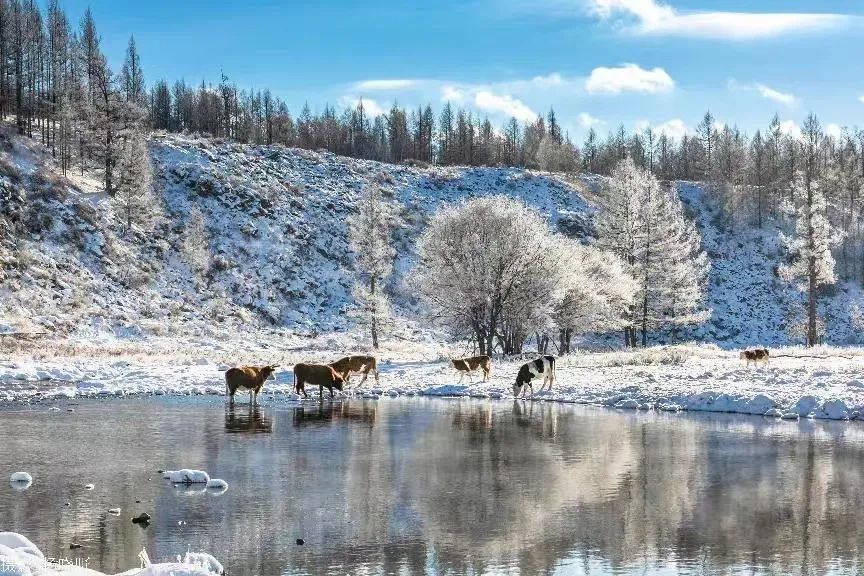 阿尔山人,回家过大年啦_澎湃号·政务_澎湃新闻-the 