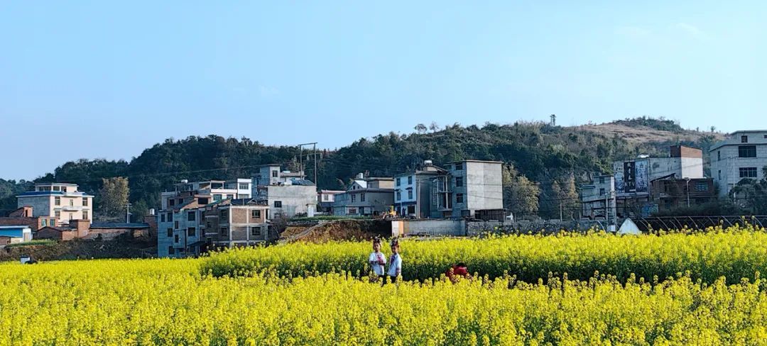 从江县洛香镇上皮林村千亩油菜花开等你来