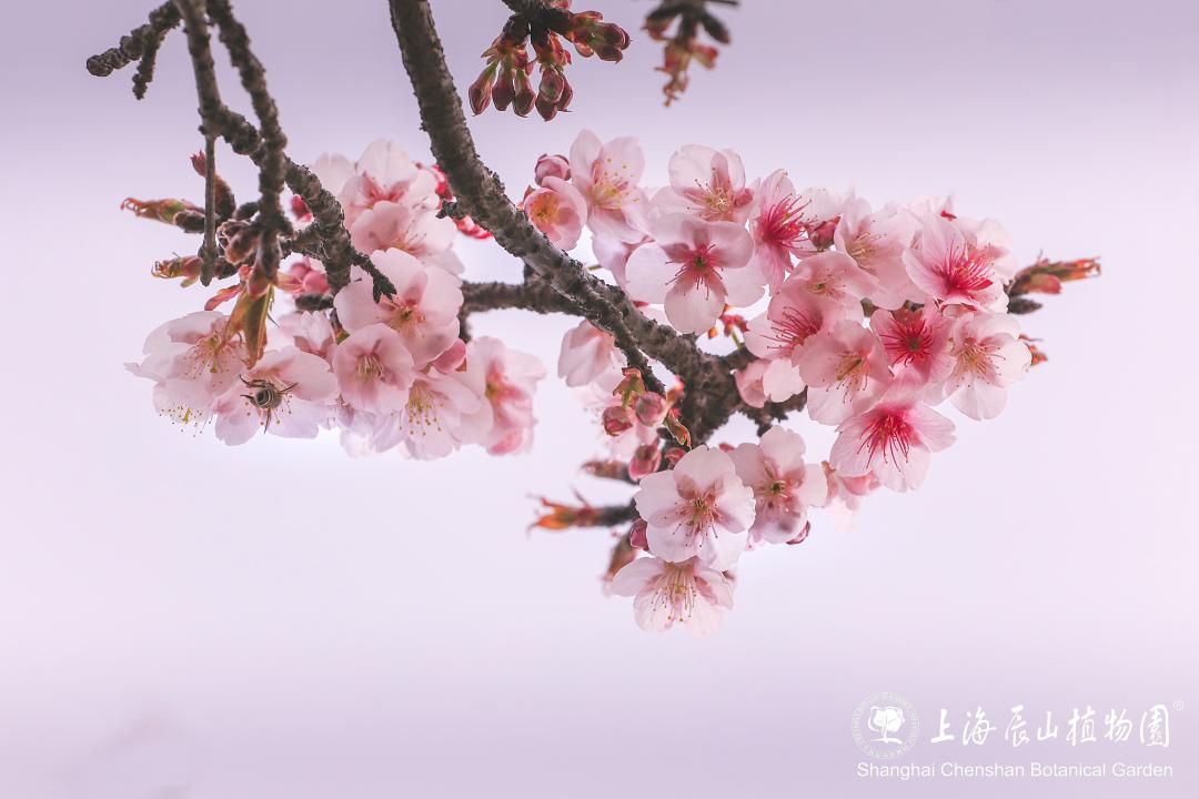 辰山植物园寒樱传来2024最早樱花问候