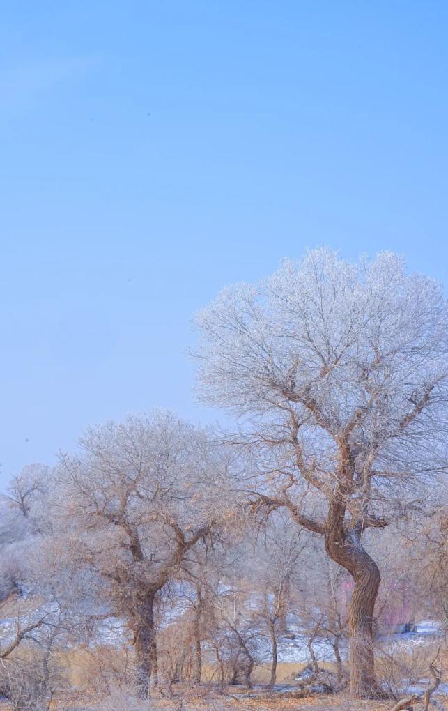 东风的雾凇,美不胜收!_澎湃号·政务_澎湃新闻-the paper