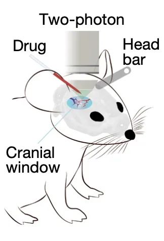 30年互相矛盾的星形胶质细胞研究,终于迎来一锤定音