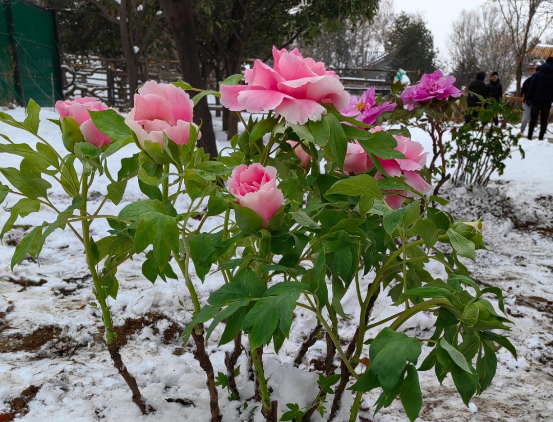 2024菏泽首届户外牡丹花展火爆"出圈"_澎湃号·媒体_澎湃新闻-the