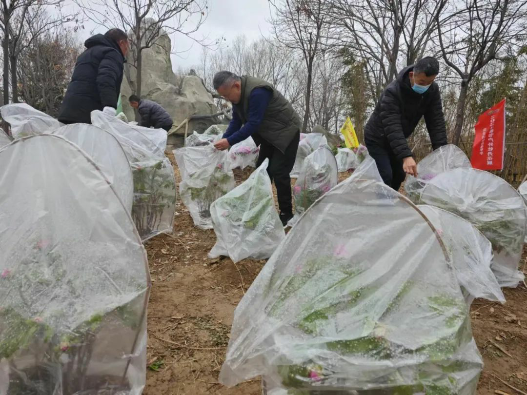 2024菏泽首届户外牡丹花展火爆"出圈"_澎湃号·媒体_澎湃新闻-the