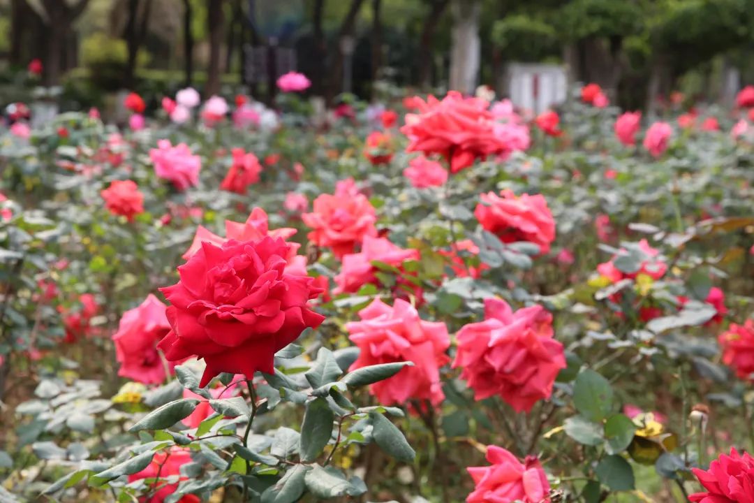 月季花的样子公园图片