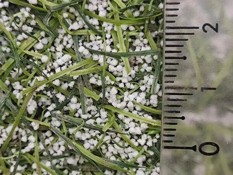 呼和浩特春节后第一场雪竟然是"米粒"?
