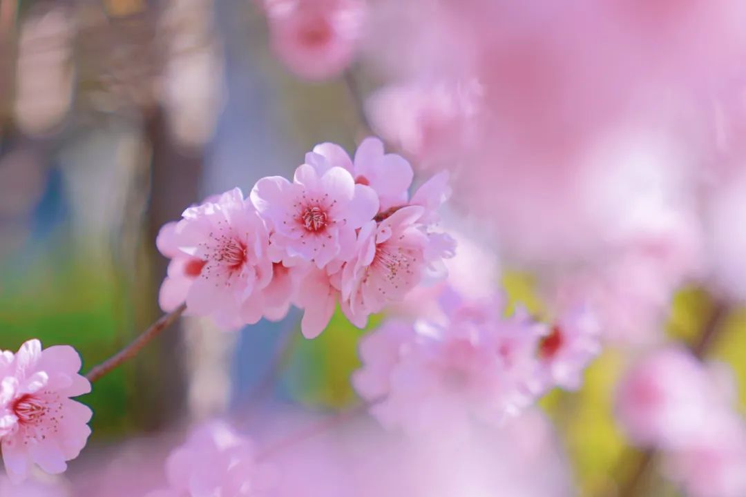 开工第一周,送你一波"迎春花",快赏丨有一种过年叫奉贤_澎湃号·政务