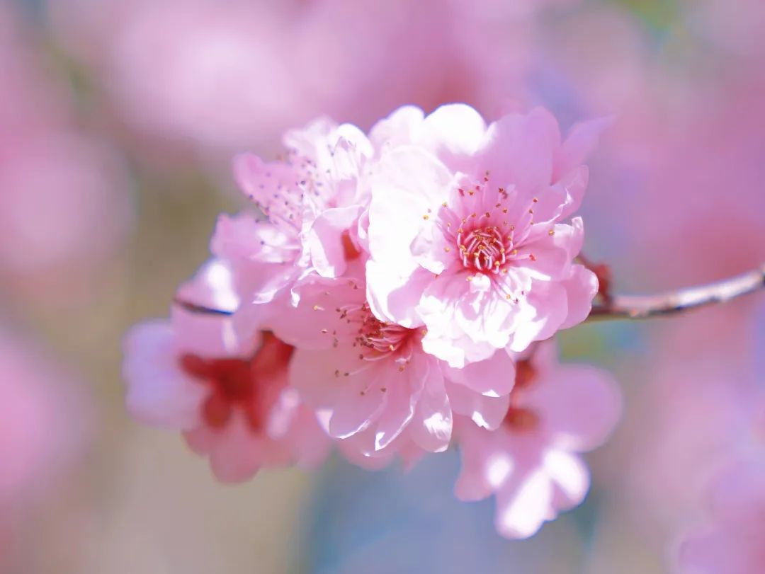 开工第一周,送你一波"迎春花",快赏丨有一种过年叫奉贤_澎湃号·政务