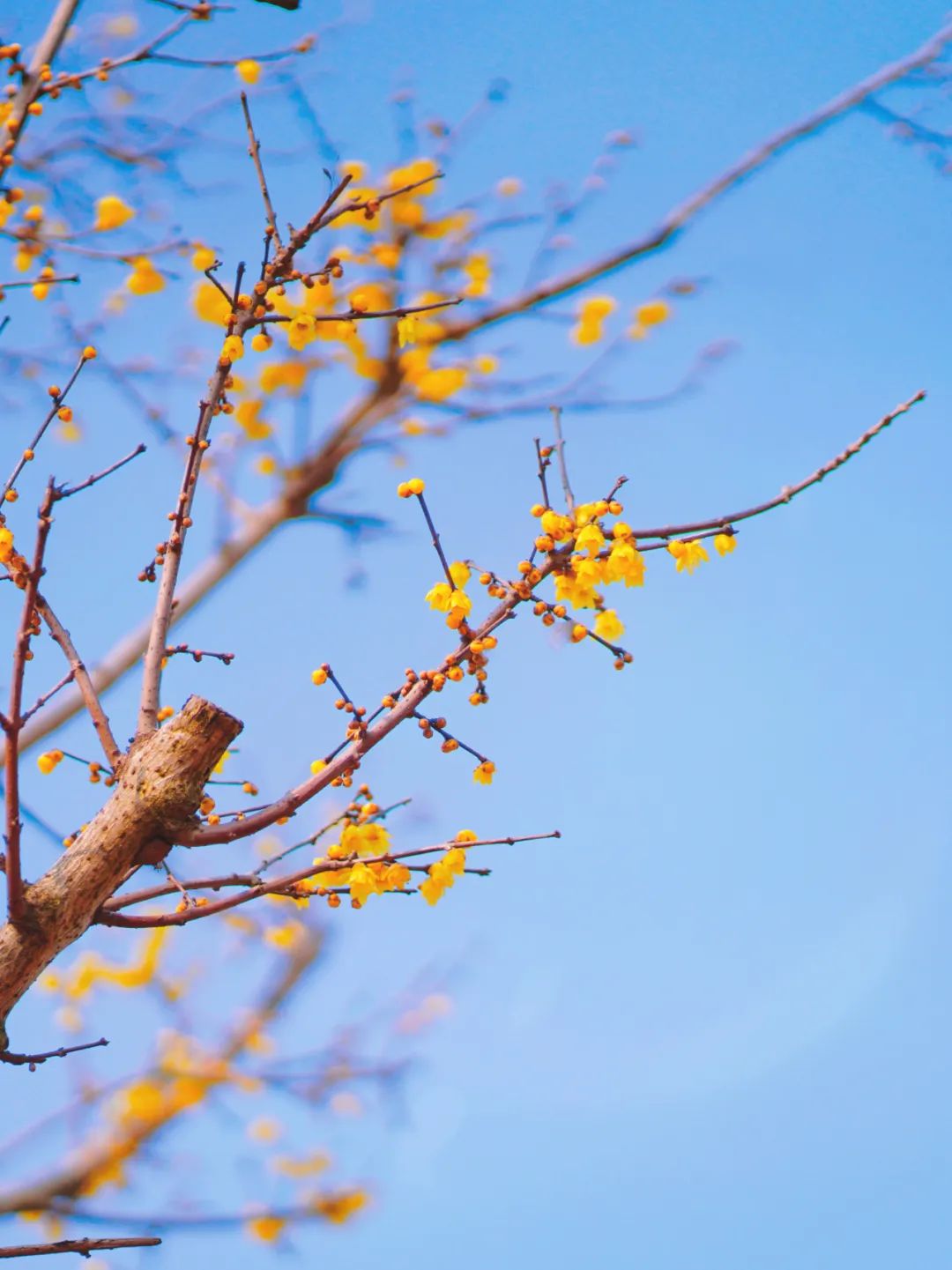 报送:季雨诞(奉城镇)原标题:《开工第一周,送你一波"迎春花",快赏丨有