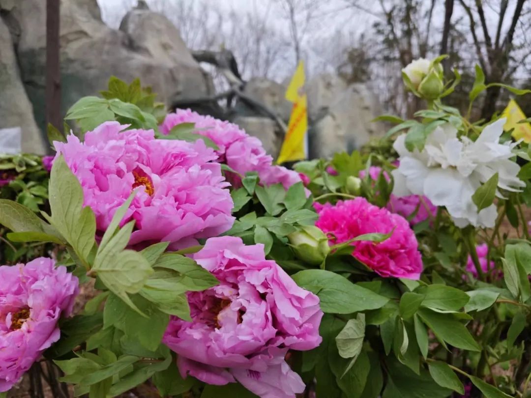 2024菏泽首届户外牡丹花展火爆"出圈"_澎湃号·政务_澎湃新闻-the