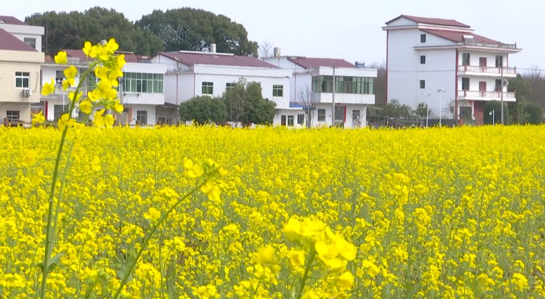 南昌安义县油菜花图片