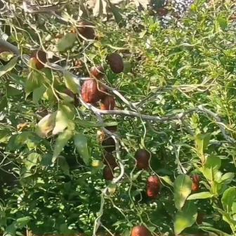 龙枣,又称龙爪枣,曲枝枣,龙须枣,枝干奇特,犹如群龙飞舞.