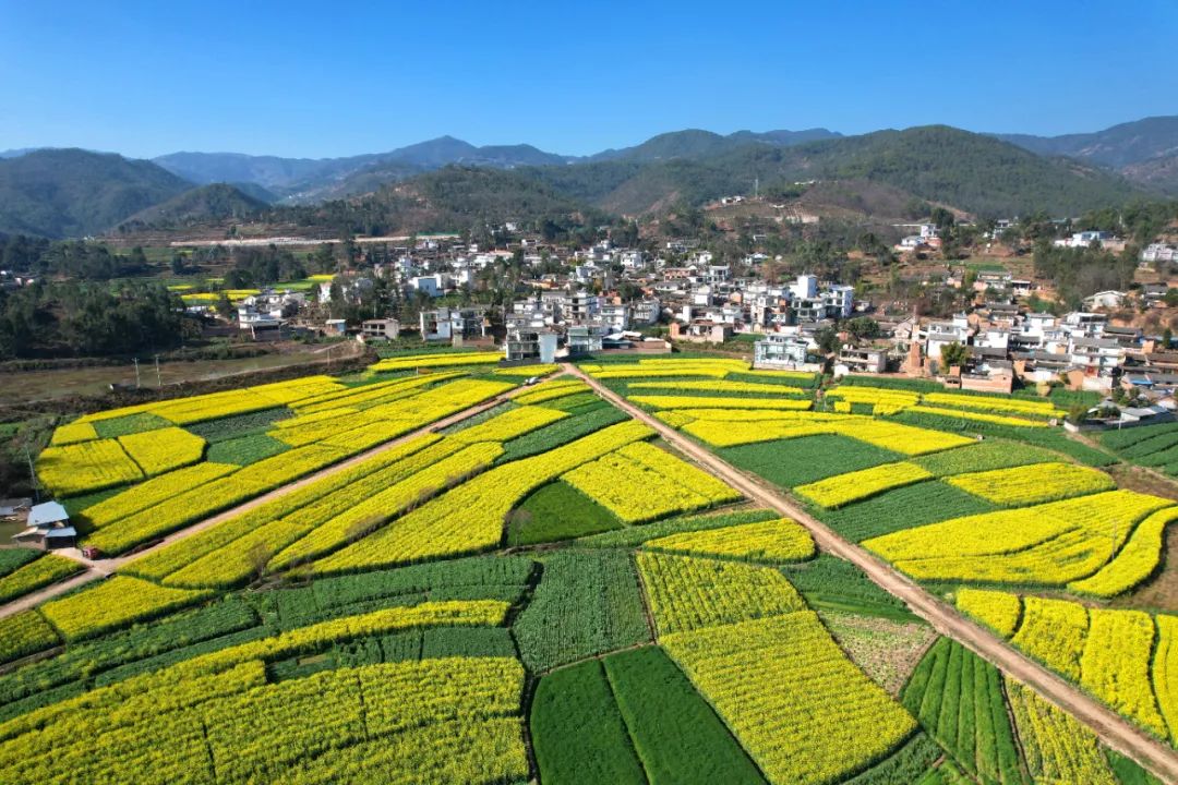 【组图】巍山:油菜花开如画卷