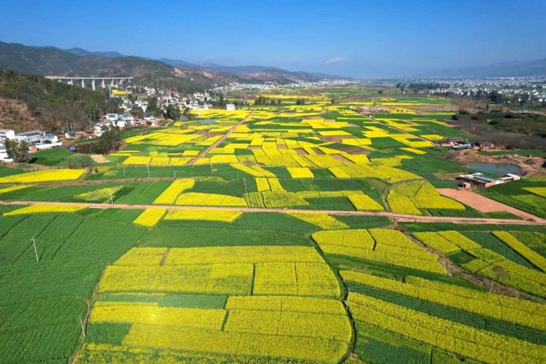 组图巍山油菜花开如画卷