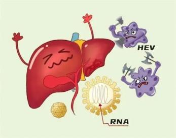 警惕病从口入 小心戊型肝炎