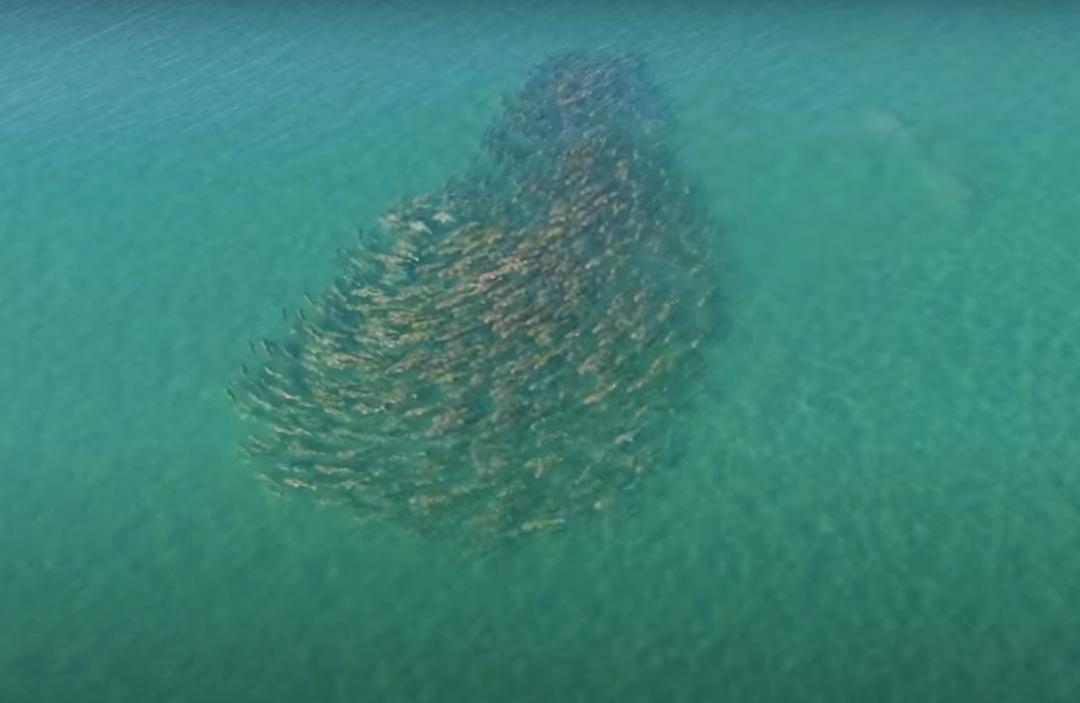 科学家揭晓了答案,是鱼群集体交配_澎湃号·湃客_澎湃新闻-the paper