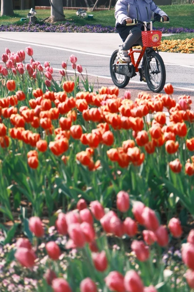 郁金香开好了,上海盛大的春天开始了_澎湃号·湃客_澎湃新闻-the