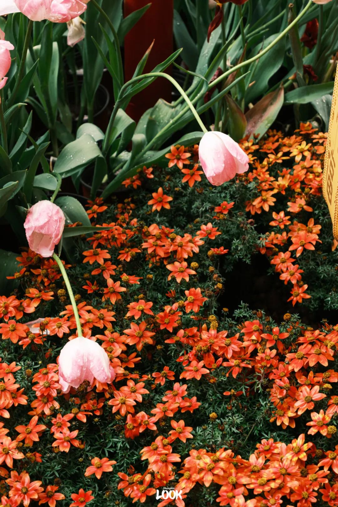 郁金香开好了,上海盛大的春天开始了_澎湃号·湃客_澎湃新闻-the