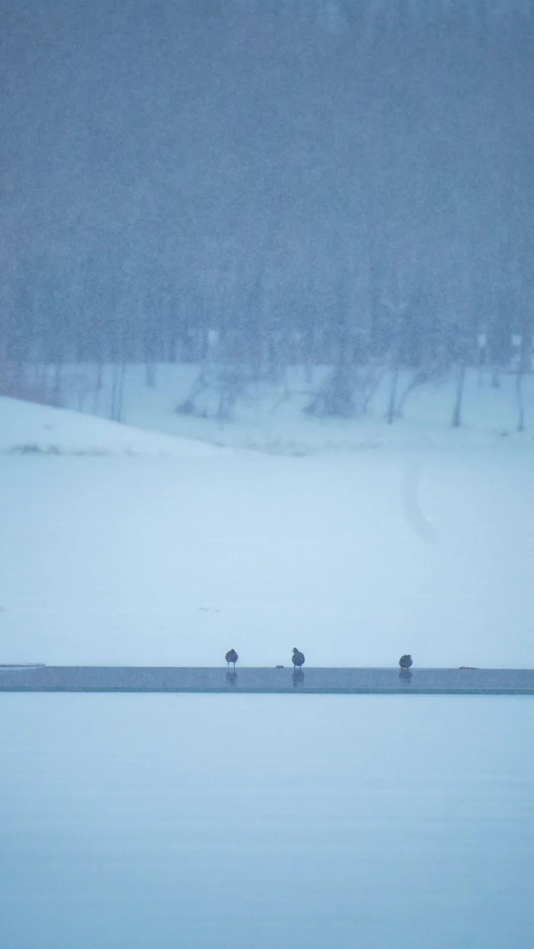这是,雪后的银川_澎湃号·政务_澎湃新闻-the paper
