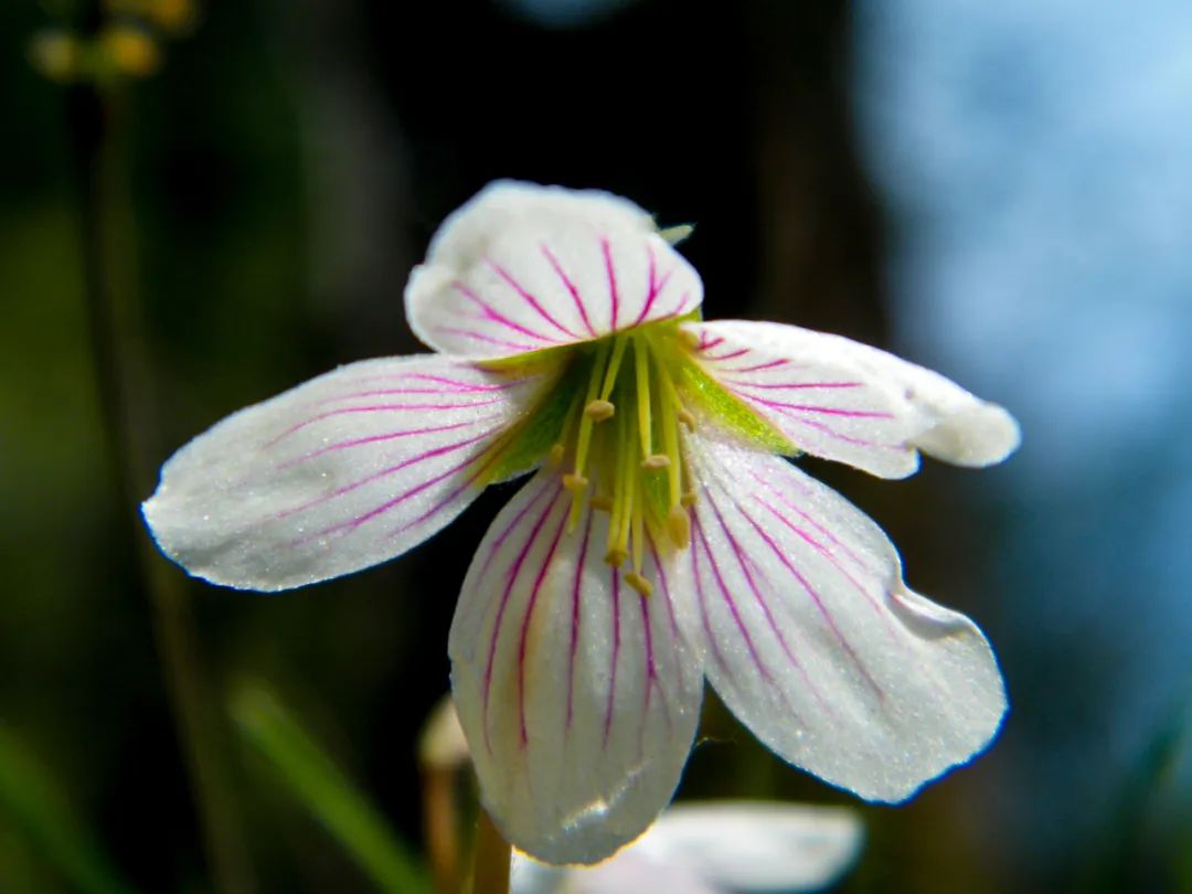 长白山植物千"种"风情~三角叶酢浆草_澎湃号·政务_澎湃新闻-the
