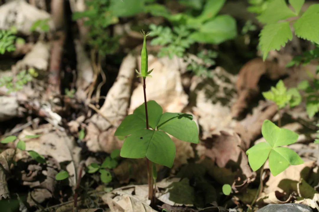 探秘!长白山植物千"种"风情~三角叶酢浆草