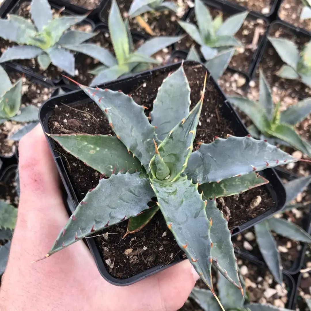 养好龙舌兰,你只需注意这些要点→_澎湃号·政务_澎湃新闻-the paper